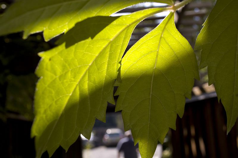 translucent_leaves