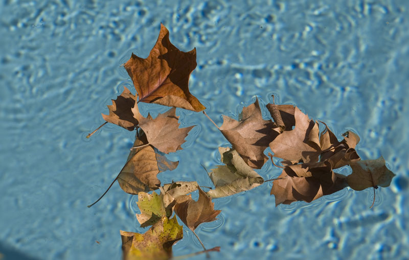 leaves_on_water1